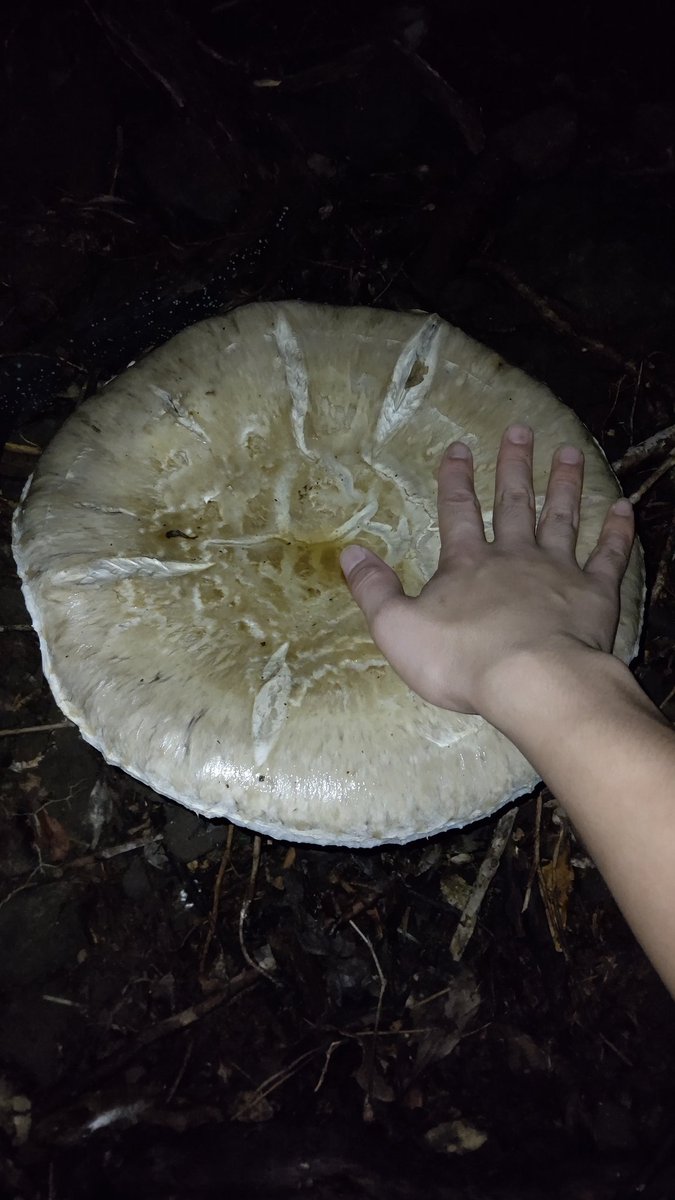amanita55's tweet photo. 超巨大モミタケ。

傘がベっタベタでした。 https://t.co/R22McGjCj9