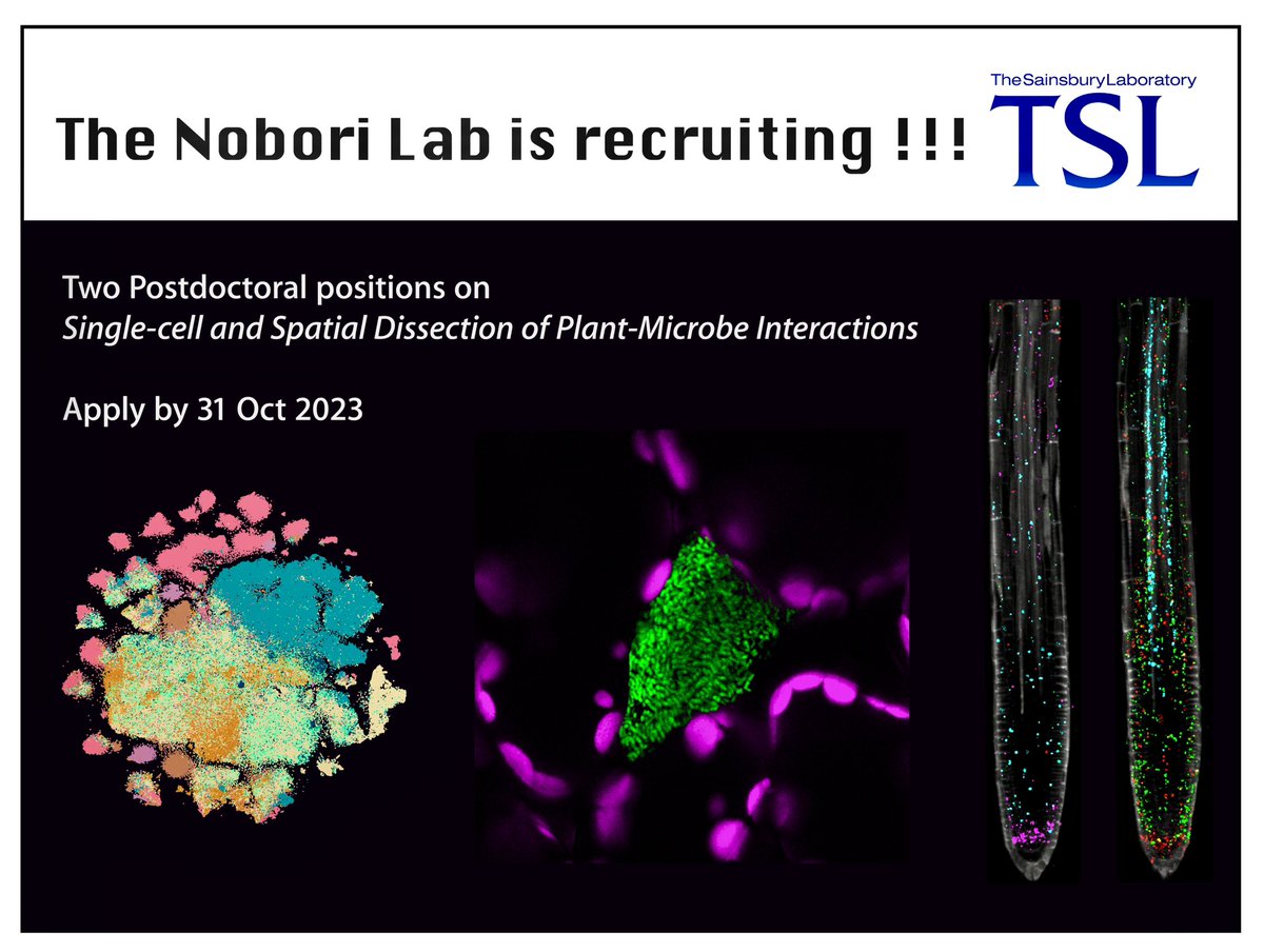 📣Please RT📣 2x postdoc positions are available in my upcoming lab at @TheSainsburyLab. Please apply if you are excited about single-cell and spatial analyses of plant-microbe interactions with cutting-edge technologies 🧬🌱🦠🔬 tsl.ac.uk/working-at-tsl…