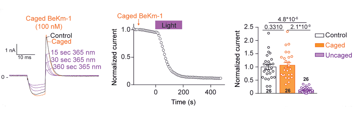CircRes's tweet photo. Montnach et al demonstrates #photopharmacology can be used for regulating cardiac electrical activity in vivo in a time-defined manner & spatial illumination restriction can dissociate #bradycardic effect from #arrhythmic one. https://t.co/iqeR7G3RDM
@jerome.montnach https://t.co/Ctyc01QLg8