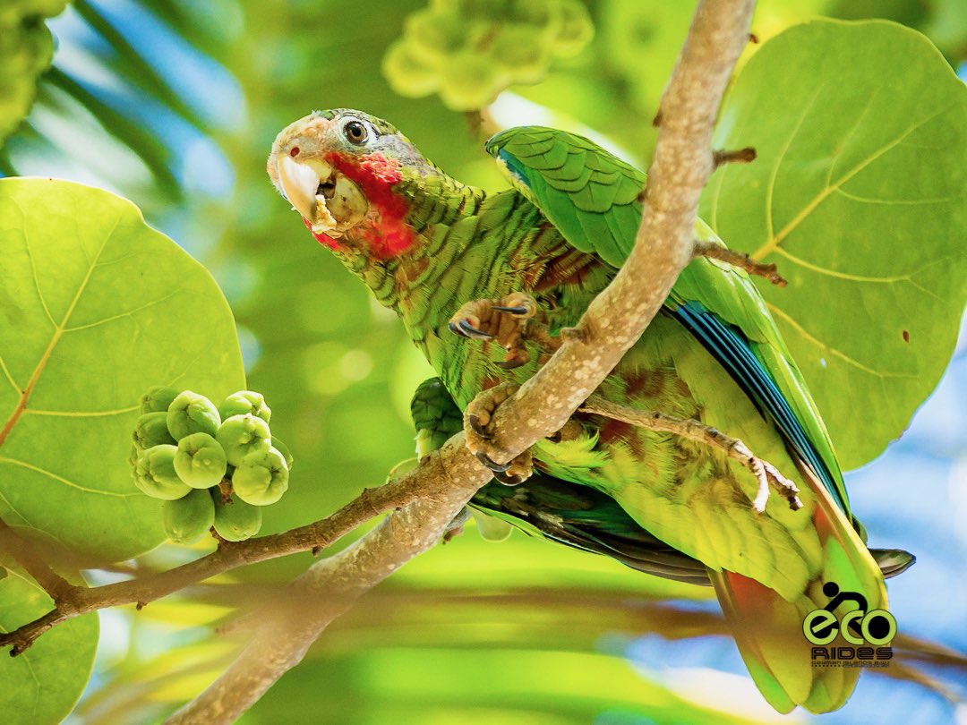 Cayman Parrots along the way on our ride. #parrot #caymanparrot #ecoridescayman #letsride #grandcayman #caymanislands
#biketoursincaymanislands #thingstodocaymanislands #caymankind #ecotours #bicycletours #cyclingincaymanislands #cycling #exercise #beautifuldestinations #earthpix