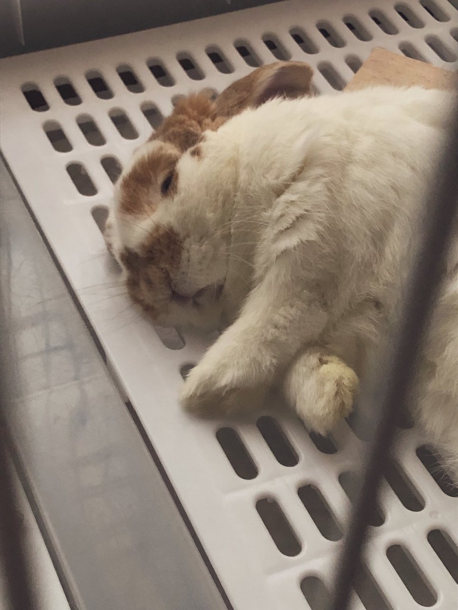 おめめしょぼしょぼで寝てるぼくちん🐰☺️