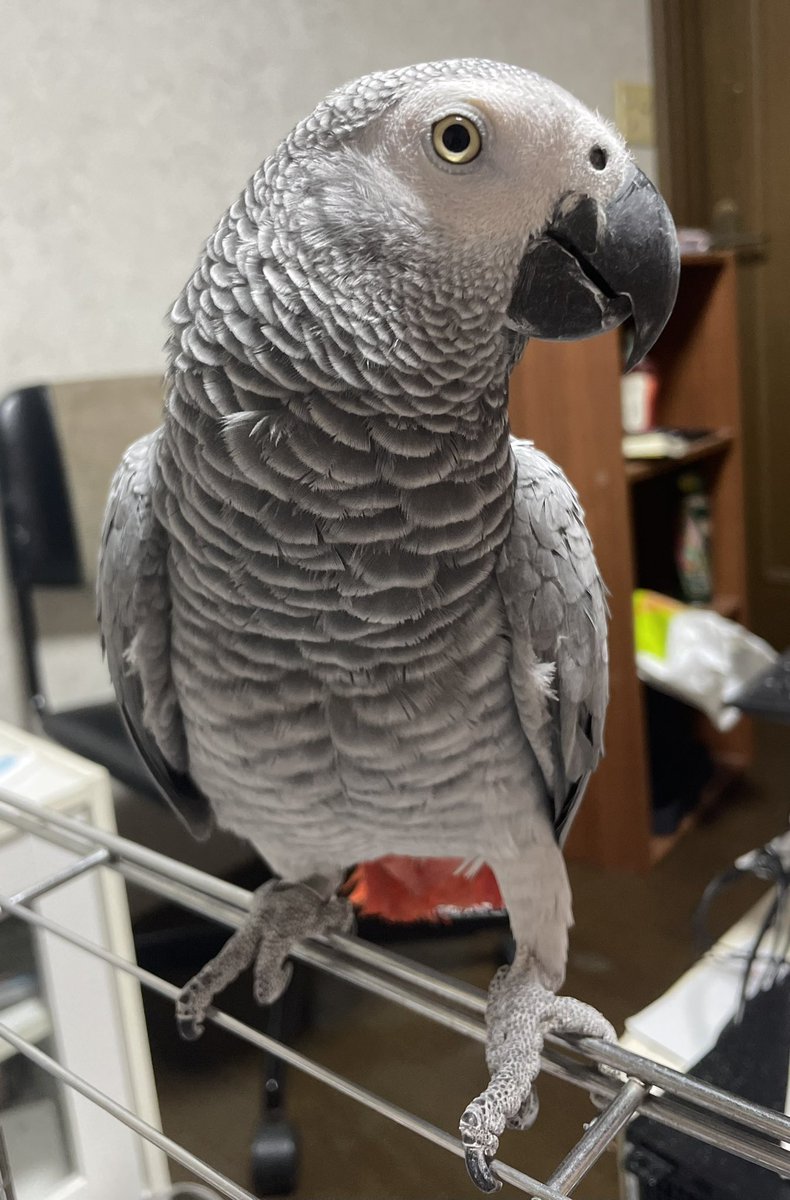 あられの横顔🦜