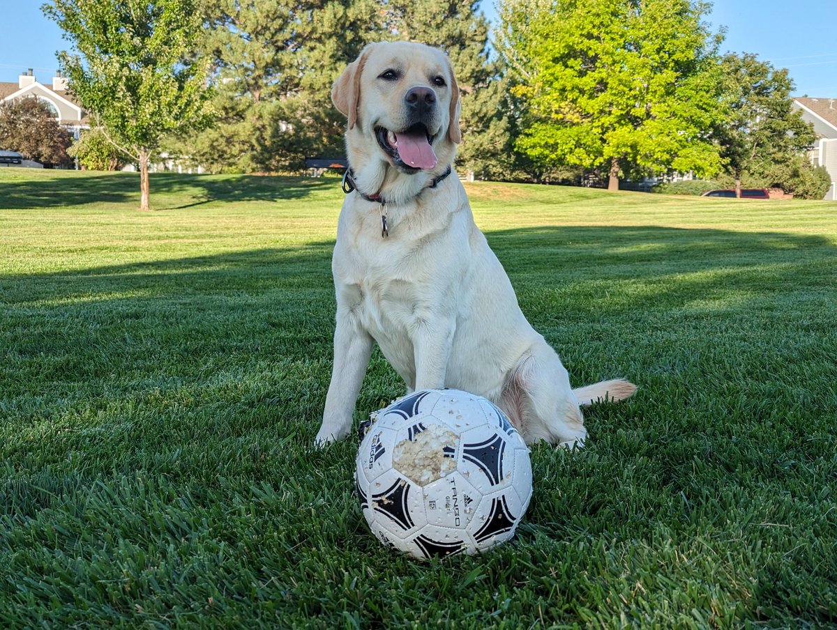 dot_hog's tweet image. Air Bud can suck it.