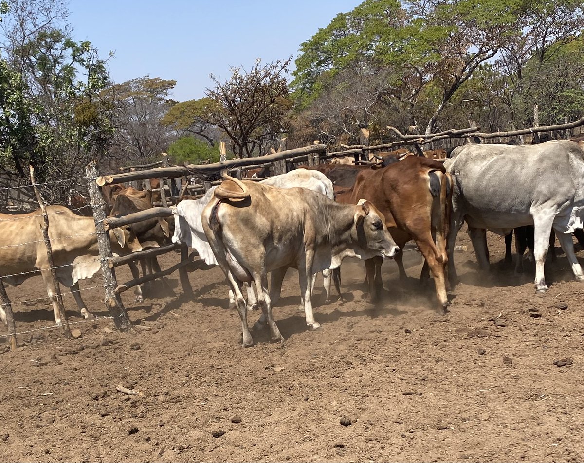 Klipranch tweet media