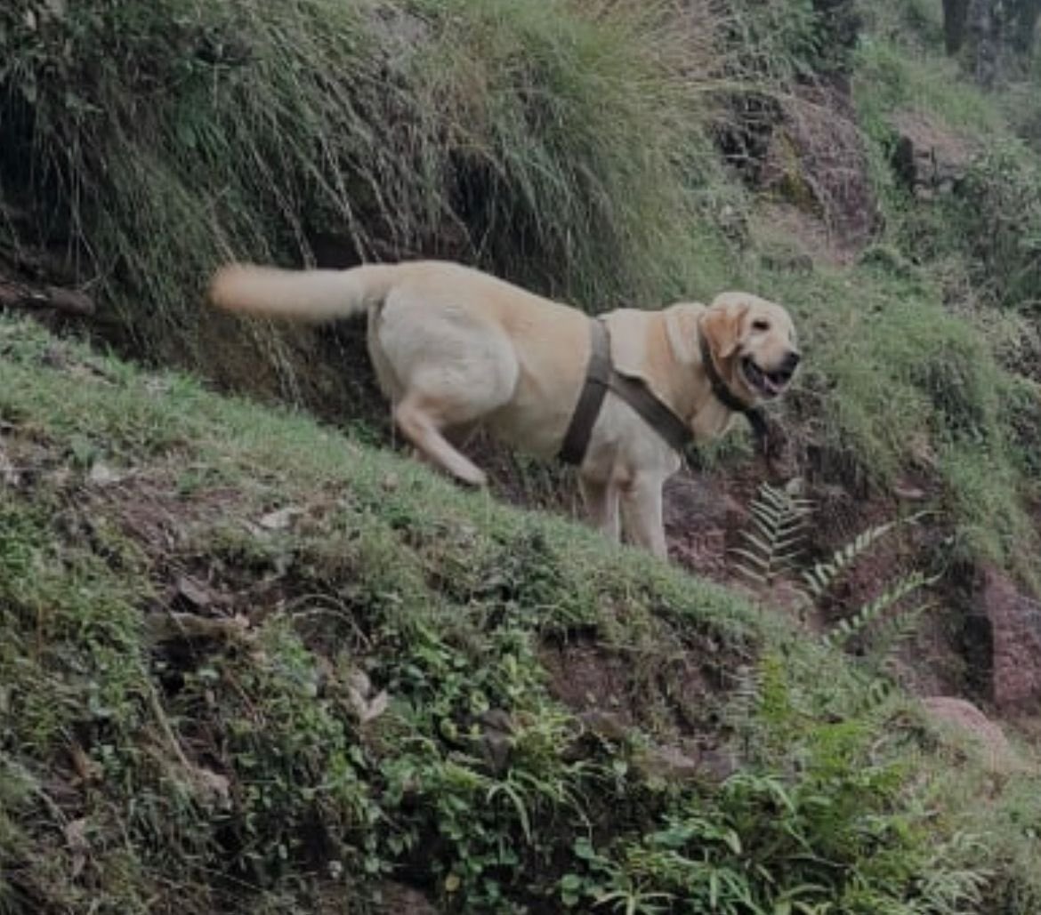 This is Indian Army dog Kent, a six-year-old labrador of the 21 Army Dog Unit. Today she laid down her life while shielding its handler during the operation in J&amp;K. She was leading a column of soldiers on the trail of fleeing terrorists. Not all heroes wear capes. : Army