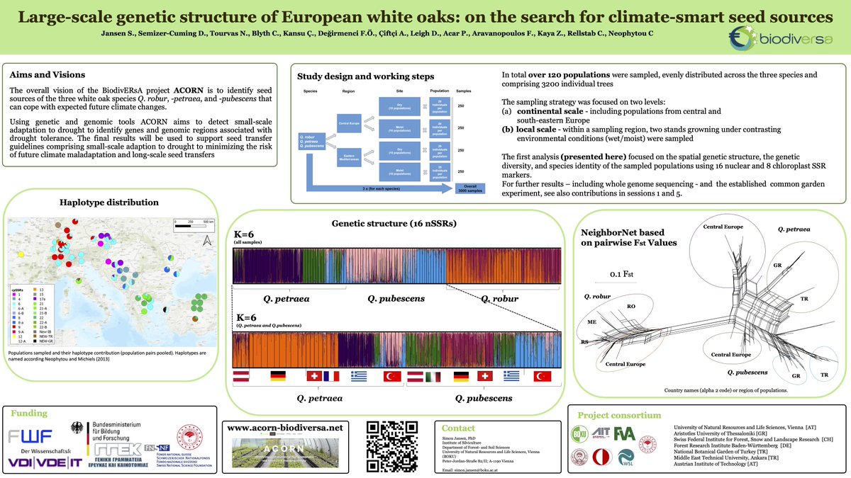 AcornBiodiv's tweet photo. Don't miss the poster of Simon Jansen et al. looking at the genetic structure of European white oaks in over 120 populations across the European continent! Wednesday, 13:15 local time #evoltree2023 https://t.co/1gtk9Z5mpm