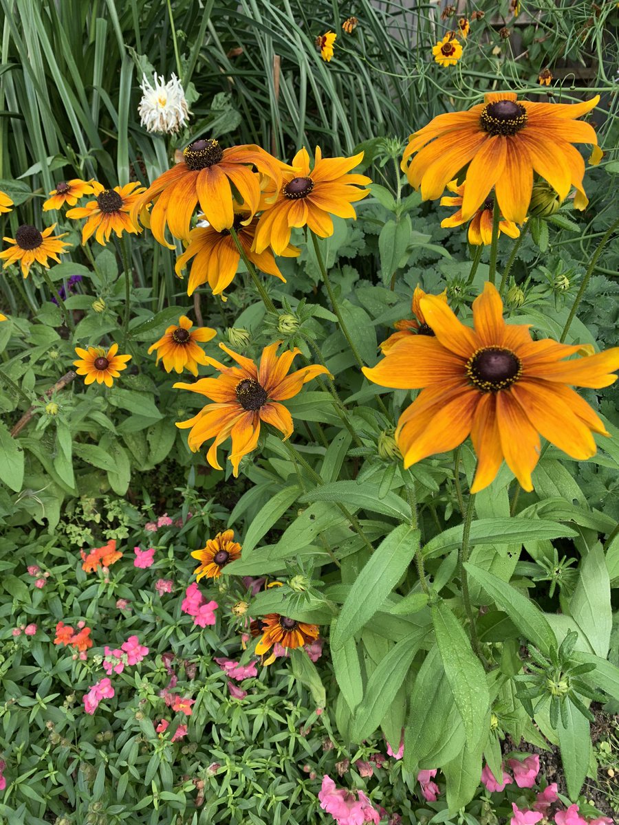 pnolan10's tweet photo. Rudbeckia, stars of the September garden. https://t.co/QCAAzpD2Ip
