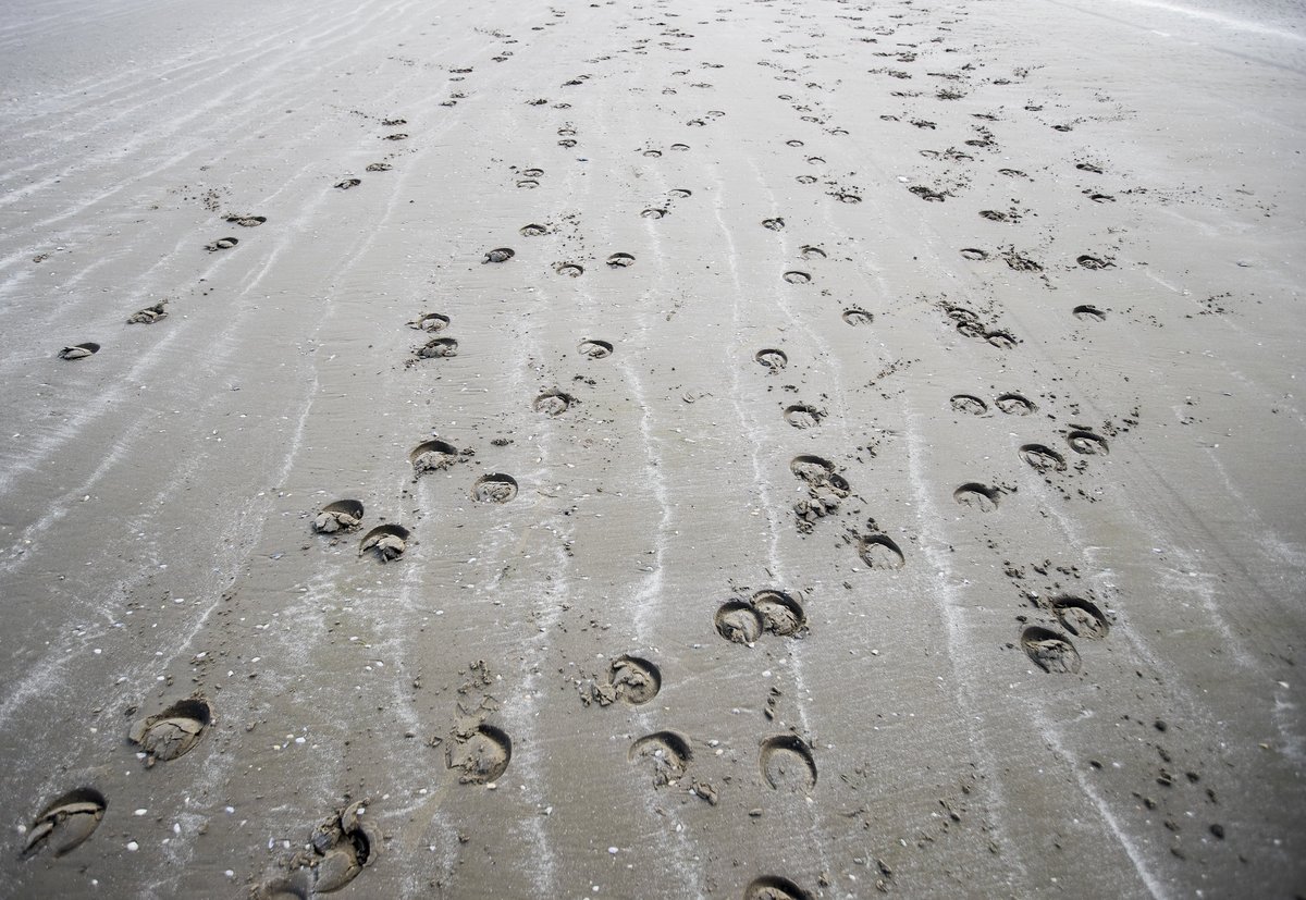 tips4punters's tweet image. 🇮🇪🏖️ #Laytown tips (12th Sept)

𝟒.𝟒𝟓 Tamazu
𝟓.𝟏𝟓 Rocky Dreams
𝟓.𝟒𝟓 General Idea
𝟔.𝟏𝟓 Ta Na La
𝟔.𝟒𝟓 Tai Sing Yeh
𝟕.𝟏𝟓 Arniemac

@ToteRacing @RacingTV