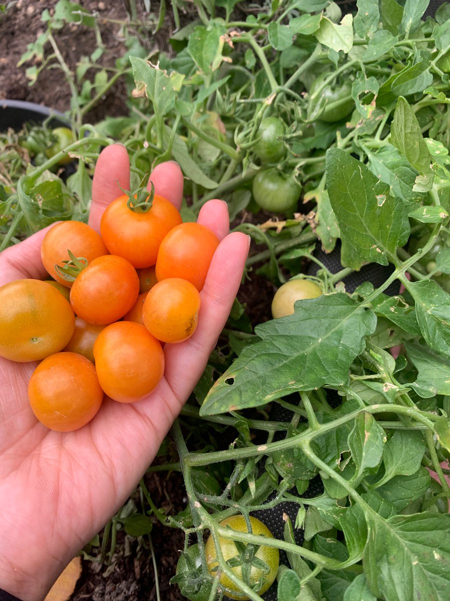 Activities team at the East Ham Care Centre are harvesting their fruit and veg, especially tomatoes from the centres garden! All grown by our patients’  ! #organic#tomatoes# <a href="/MezaHodges/">Marilyn Hodges 💙🇿🇦🇬🇧</a>  <a href="/ngalitam1/">EHCC Inpatient Therapy & Activities 🌺</a> <a href="/gavinmarc/">Gavin Shields RN, RM, ACP</a>    <a href="/HRPRAGU/">RaguramanPadmanabhan</a>