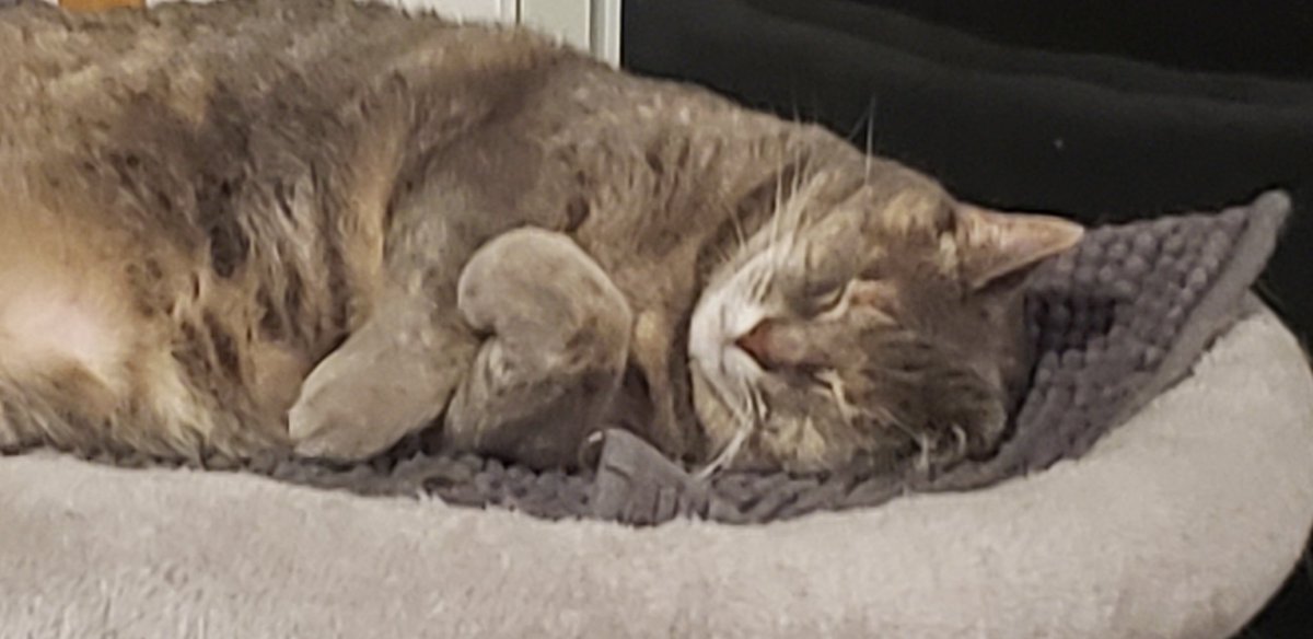 Ninka1372's tweet photo. @UnamusedSnorlax Mara Jade says naps are good for the soul. https://t.co/JVmwtD6Ghm