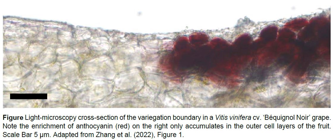 The Plant Cell (@theplantcell) on Twitter photo IN BRIEF: MYB sommeliers: MYB24 drives UV response on the light side of variegated grape (Carlisle Bascom, Jr) doi.org/10.1093/plcell… <a href="/jtmatus/">José Tomás Matus</a> <a href="/ChenZhang5859/">Chen Zhang</a> <a href="/ASPB/">ASPB</a> #PlantSci IN BRIEF: MYB sommeliers: MYB24 drives UV response on the light side of variegated grape (Carlisle Bascom, Jr) doi.org/10.1093/plcell… <a href="/jtmatus/">José Tomás Matus</a> <a href="/ChenZhang5859/">Chen Zhang</a> <a href="/ASPB/">ASPB</a> #PlantSci