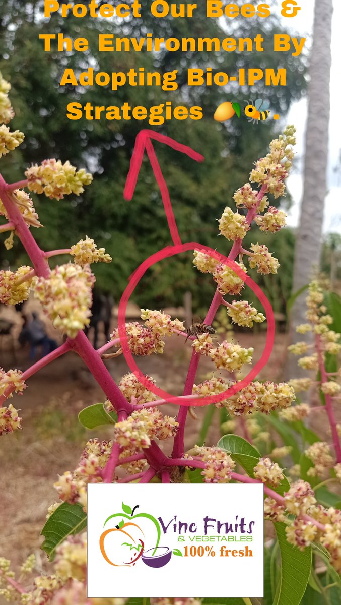 vinefreshkenya's tweet photo. Always set up fly traps during the Flowering of the Mango Season.🥭 https://t.co/J47wrSMr7N