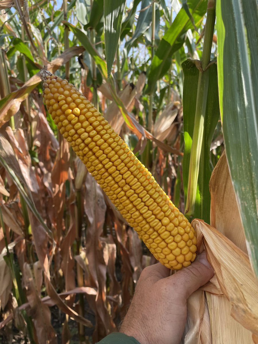 Mark Kuchuran tweet media