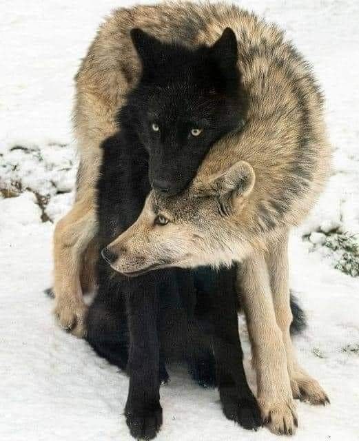 La loba tiene la costumbre d envolverse alrededor del cuello de su lobo porque el cuello es la parte más vulnerable.
Ella le muestra su amor incondicional.
Para los etólogos: los lobos son los animales más leales y amorosos: solo tienen una pareja a lo largo de toda su vida.