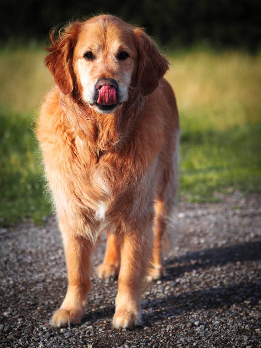 Trev1711's tweet photo. @guidedogs Here’s retired guide dog Delaney joining in the fun https://t.co/Gvi7nrDSVL