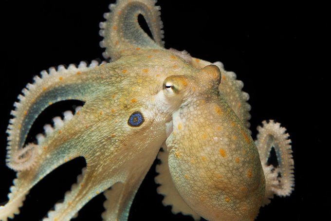 Octopuses are anti-social towards other octopuses by nature, but when given MDMA they’re much more friendly and try to “hug” each other 

[read more: buff.ly/2QM4wle] 
[full paper: buff.ly/2DiDZcP]