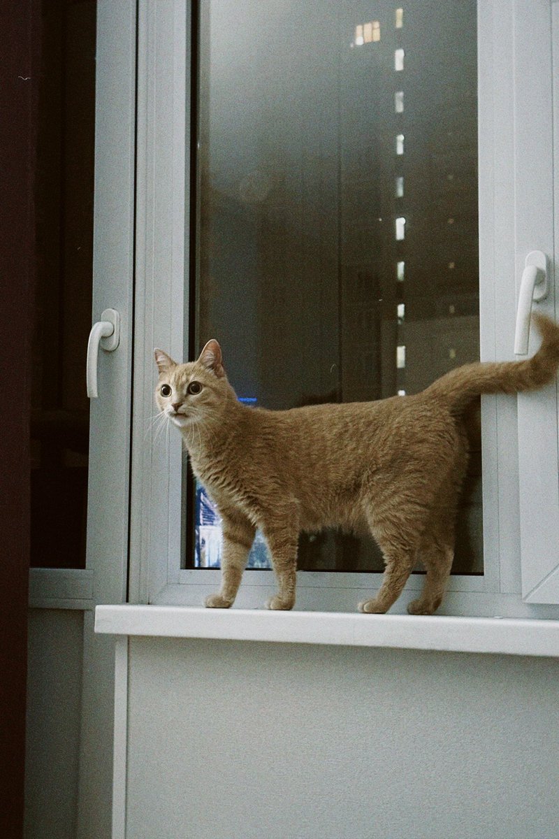 Смотрите, какое чудо у меня гостило неделю 🐈