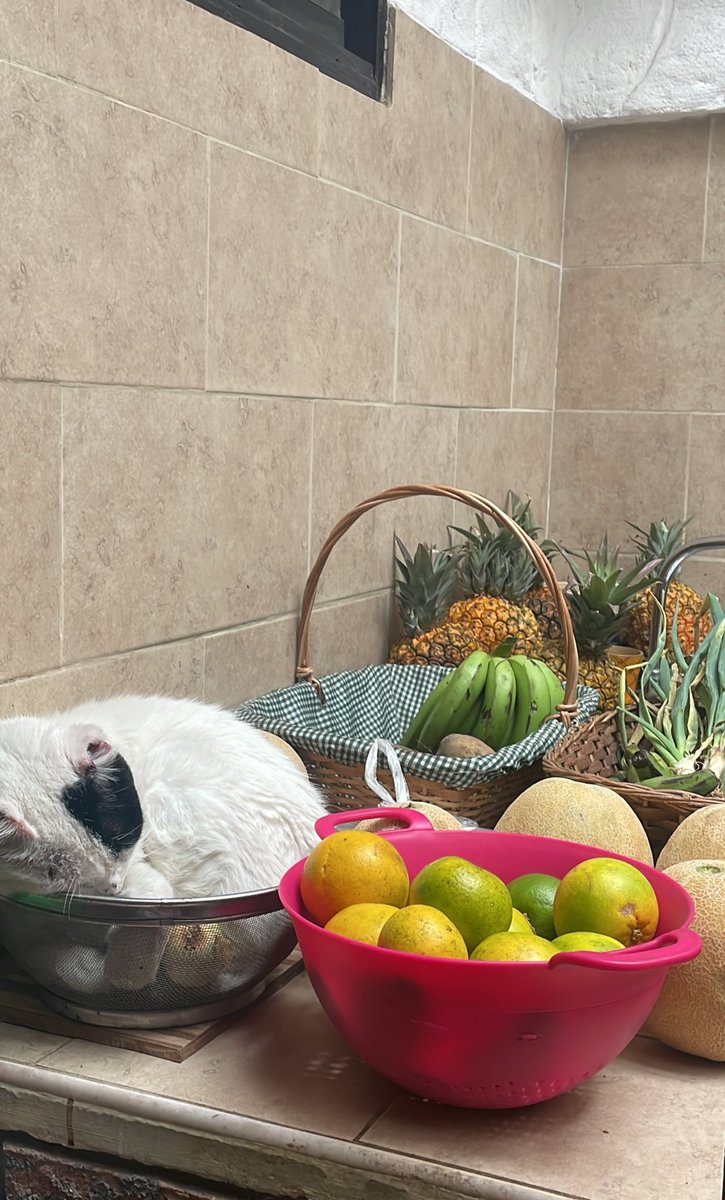 sometimes dibina tweet media