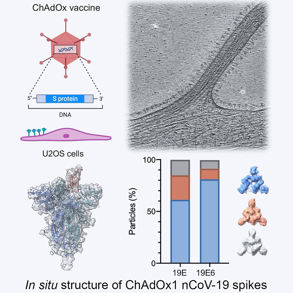 the Peijun Zhang Lab (@groupzhang) on Twitter photo Glad to see this highly collaborated work is finally out. Thanks all for the efforts and Congratulations. <a href="/OxfordStrubi/">STRUBIOxford</a> <a href="/eBIC_Diamond/">eBIC Beamline</a> <a href="/DiamondLightSou/">Diamond Light Source</a> <a href="/NiLab_HKUMed/">Tao Ni</a> <a href="/luizammend/">Luiza Mendonça</a>
cell.com/iscience/fullt… Glad to see this highly collaborated work is finally out. Thanks all for the efforts and Congratulations. <a href="/OxfordStrubi/">STRUBIOxford</a> <a href="/eBIC_Diamond/">eBIC Beamline</a> <a href="/DiamondLightSou/">Diamond Light Source</a> <a href="/NiLab_HKUMed/">Tao Ni</a> <a href="/luizammend/">Luiza Mendonça</a>
cell.com/iscience/fullt…