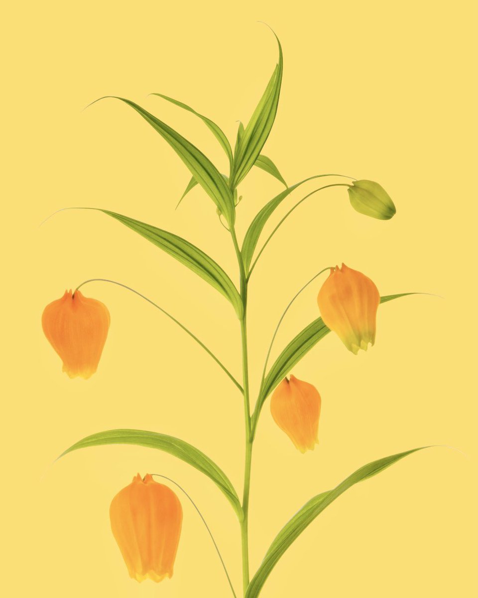 flovvers_io's tweet photo. Portrait of Sandersonia https://t.co/nM7xtx1XrP