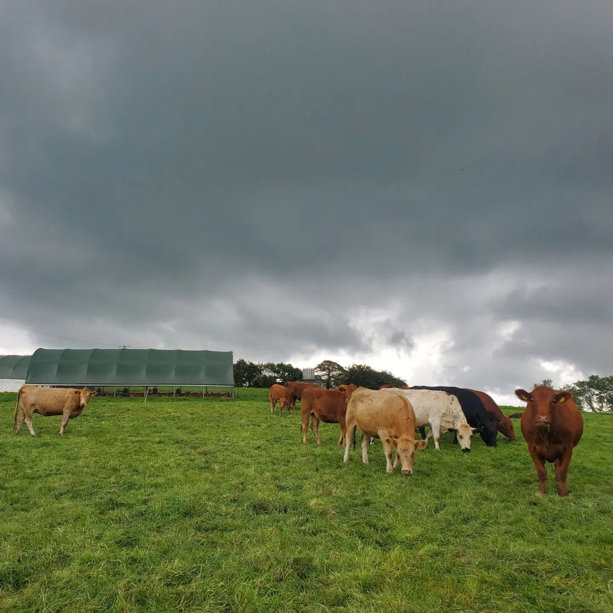 Stormy skies this morning ⛈️
#FarmingWithNature #RegenerativeAgriculture #GrassFedCattle #PasturedPoultry