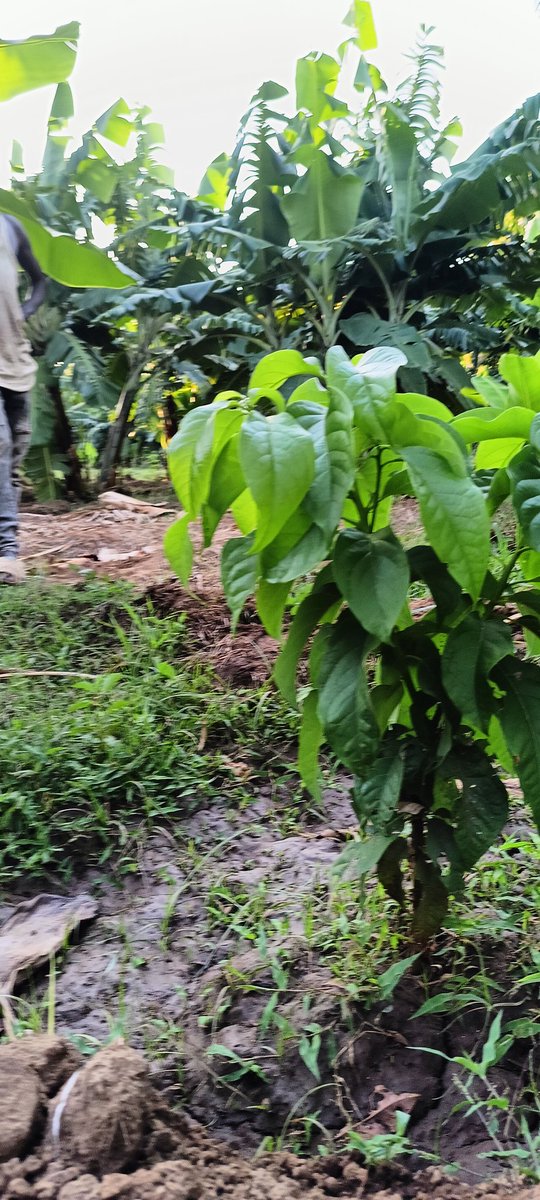 #HassAvocado babies at <a href="/KKZiwanifarm/">KKZiwanifarm</a> . #Garissa .