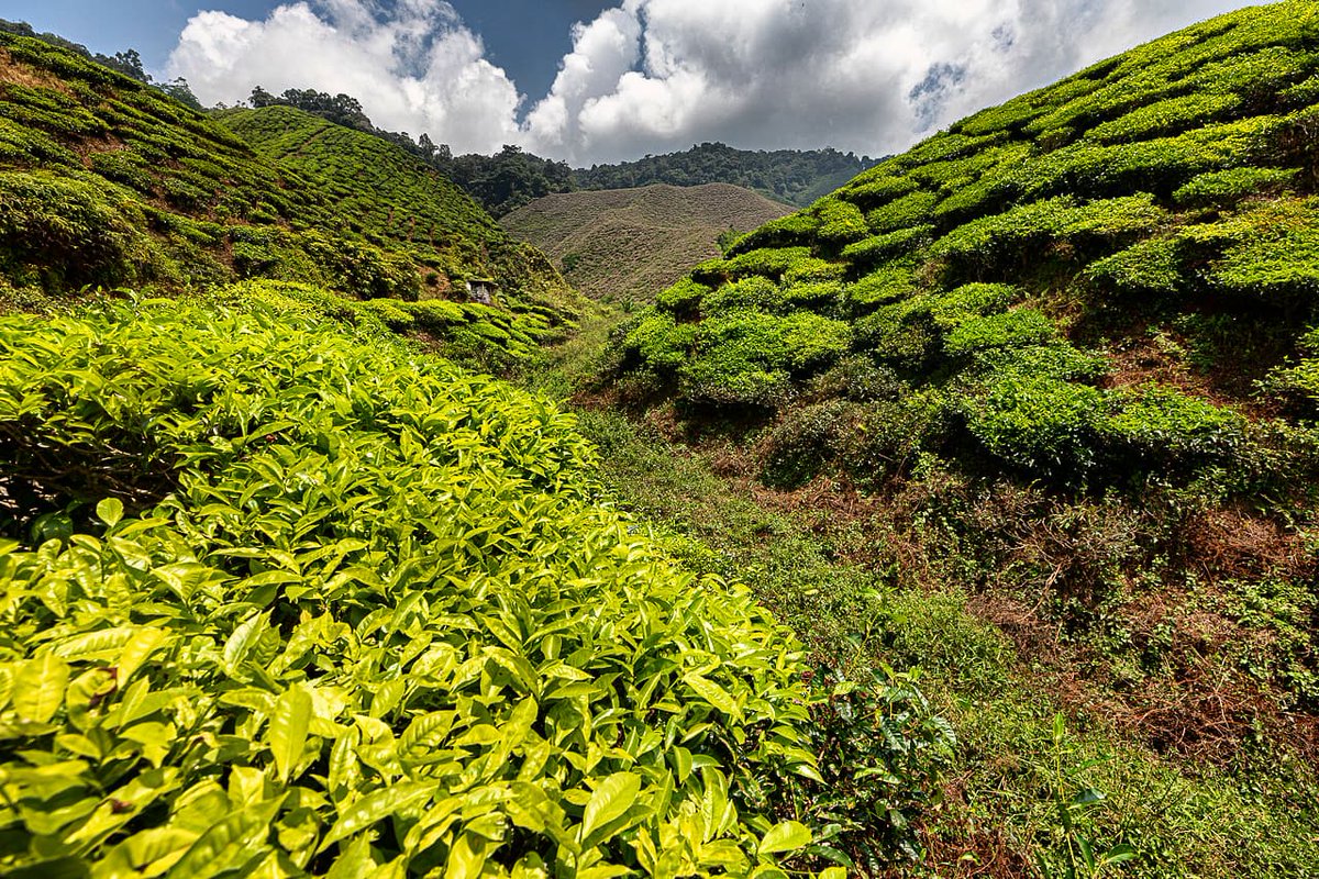 #landscapephotography #teaplantation #CameronHighlands #Malaysia