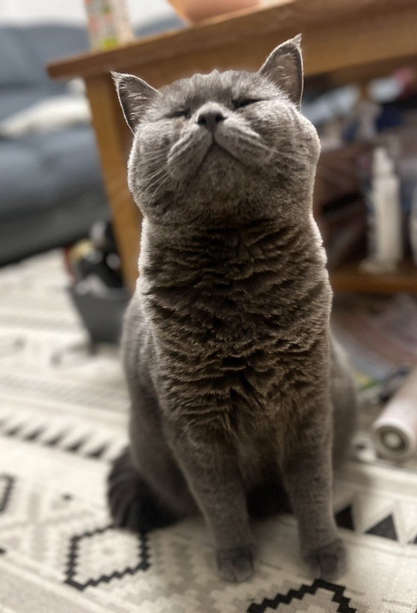 ramupon159484's tweet photo. 全部吹っ飛ぶ顔
#猫好きさんと繋がりたい
#猫のいる暮らし
#ブリティッシュショートヘア
#お守り https://t.co/kJOLl2Vx68