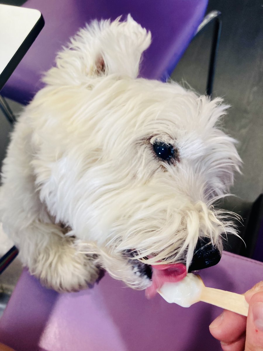 NqnKerry1's tweet image. Barney enjoyed a doggy ice cream today whilst making the most of what’s left of the sunshine 🌞🍨🐶 
#westiebestie #happydoggo #barney #sunshine #walkies