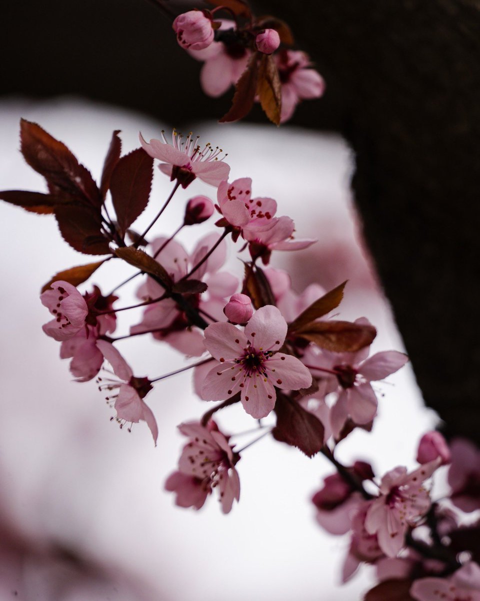 TurismoEsquel's tweet photo. LA PRIMAVERA YA ESTÁ LLEGANDO
Los ciruelos de jardín de la Av. Ameghino ya están próximos a florecer.

Junto a la floración llega la "Fiesta de Los Ciruelos en flor 2023"

🌸 23 de septiembre 
🌸 Artesanos
🌸 Manualeros
🌸 Productores
🌸 Food Truck 
🌸 Música

#ExperienciaEsquel https://t.co/QYZ9I5pGQM