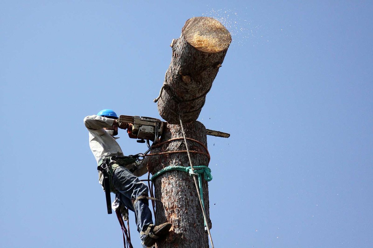 G2GTreeService's tweet image. Our company understands the potential dangers of dealing with large trees on your property, which is why our tree take-down services are perfect for any emergency. Visit our website for more information!

#TreeTakedown #G2GTreeServiceLLC bit.ly/3L5XZQg