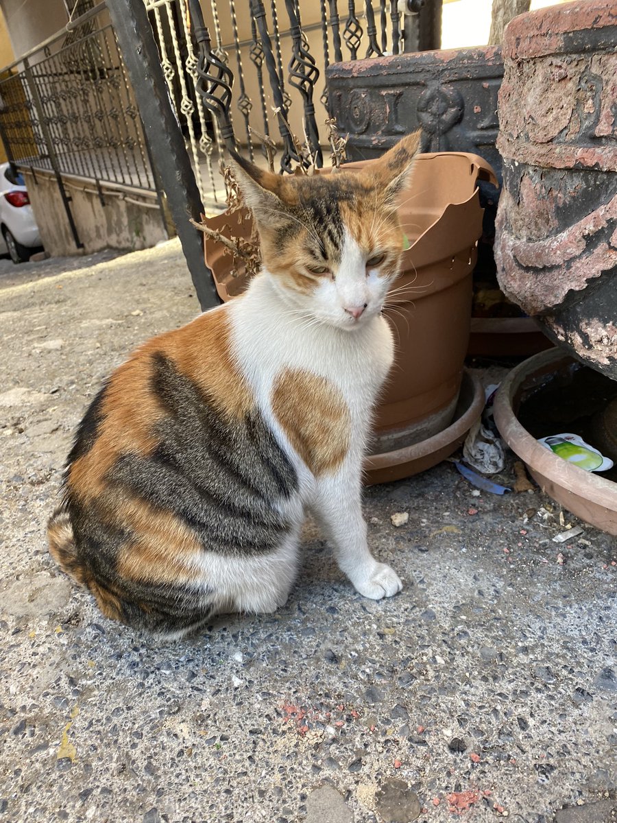 mrs_lavinia1's tweet photo. #kayıpkedi Maltepe Fındıklı mahallesinde evcil olduğu belli olan bir kedi var. Çok ürkek yakalayıp çipine baktıramadım. Rtf’ler misiniz? https://t.co/GIR4MC291I