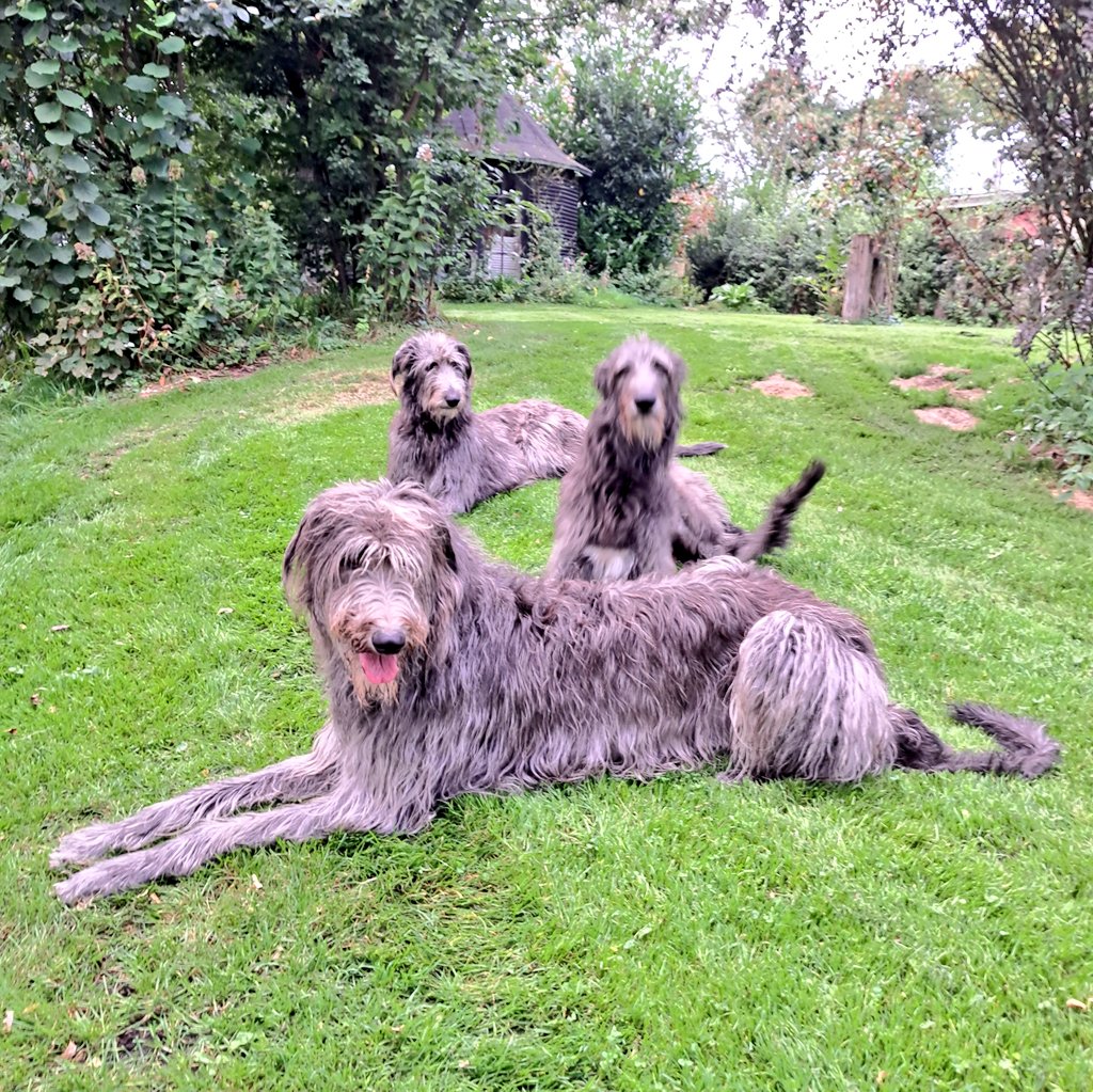 TullytheD's tweet photo. Happy #tongueouttuesday everyone 
🥳 the Gang is all here and reunited 💞
Hope u had some fun with #TullyOnTour and wishing you a lovely day 🐾👋

#scottishdeerhound 
#dogsofx
#Tullytuesday https://t.co/mj7TKRqEoS