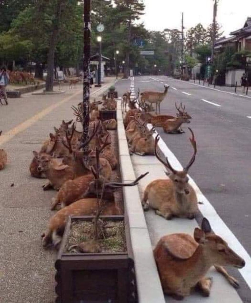 Rush hour traffic in Montana 😆 

#TrafficReports #Montana