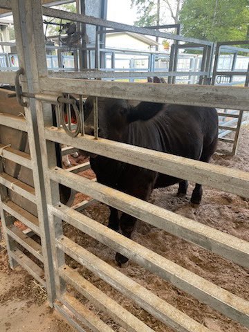 kimberlydyoung4's tweet photo. First @HumbleISD_PSS Coordinator Collaboration  meeting with @mswilliams77 at the Humble ISD North Ag Facility ! #collaboration #CCMR #humbleCTE @HumbleISD_CTE  #switchbook https://t.co/MBnRq6PFJR