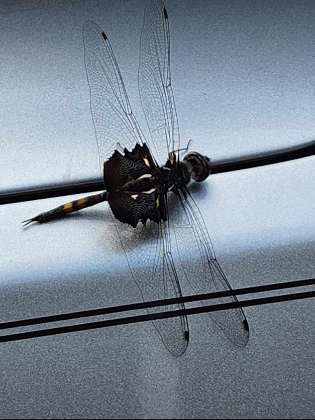 This beauty landed on my Jeep this morning as I walked out the back door...