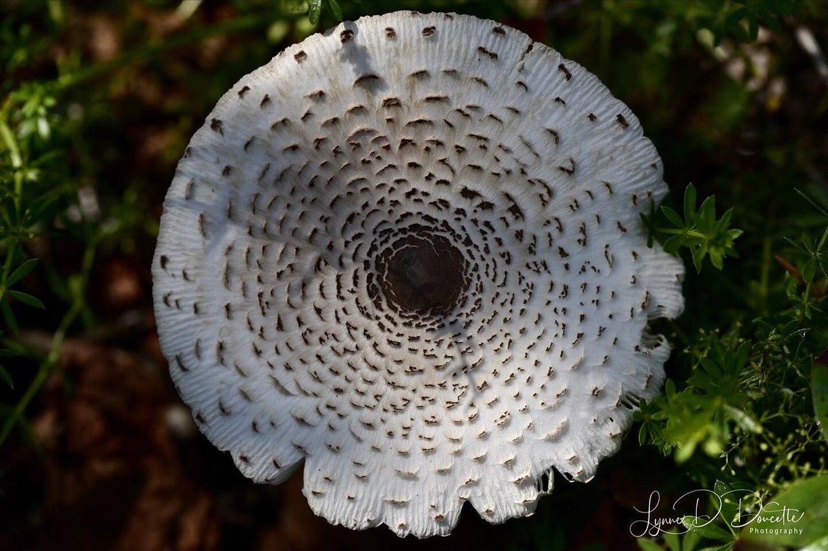 This is the captivating Parasol Mushroom boasting its beautiful and intricate patterns, a true marvel of nature's artwork. 🍄✨

© Lynne D. Doucette Photography
📷 lynneddoucettephotography

#parasolmushroom #naturalbeauty #natureinspiration #wildernesswonders #fungiappreciation