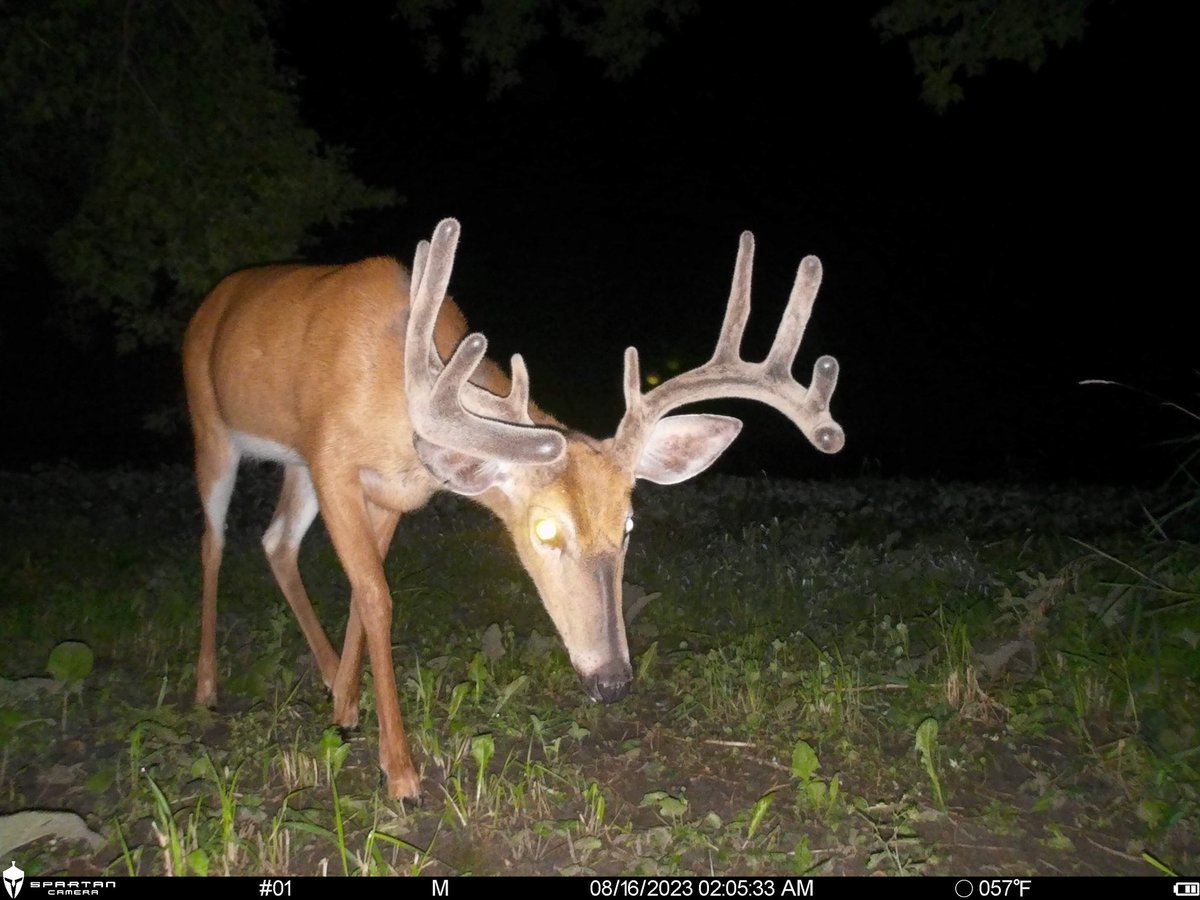 trailcamjunkies's tweet photo. White flash is where it’s at! @spartancamera https://t.co/naka0TVpso