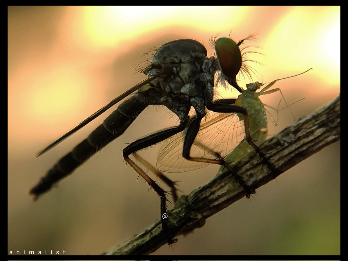 sahaabhirup99's tweet image. Predation  {Robber fly (Predator_Diptera) &amp;amp; Mayfly (Prey_Ephemeroptera)}
.
.
.
.#predation #robberfly #mayfly #insect #insects