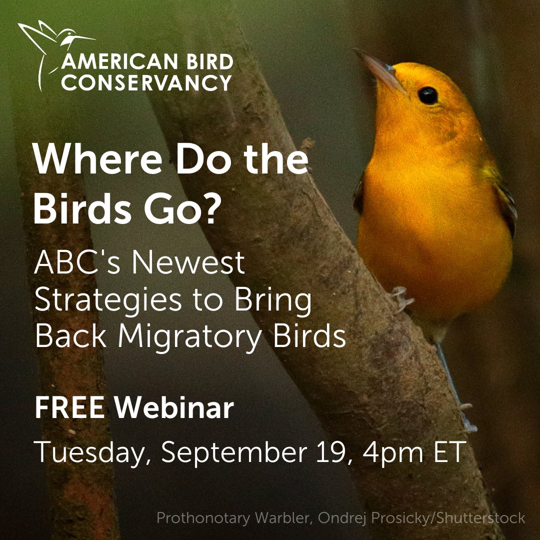 Join us Tuesday, 9/19, at 4PM ET for a #BirdsPlus webinar! Learn about the incredible journey migratory birds take each fall, the perils they face, & how we are working to scale up habitat conservation in the places birds need it most. 
RSVP at bit.ly/45Upsgk
#ABCBirds