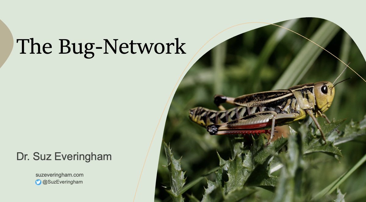 Suz Everingham tweet media