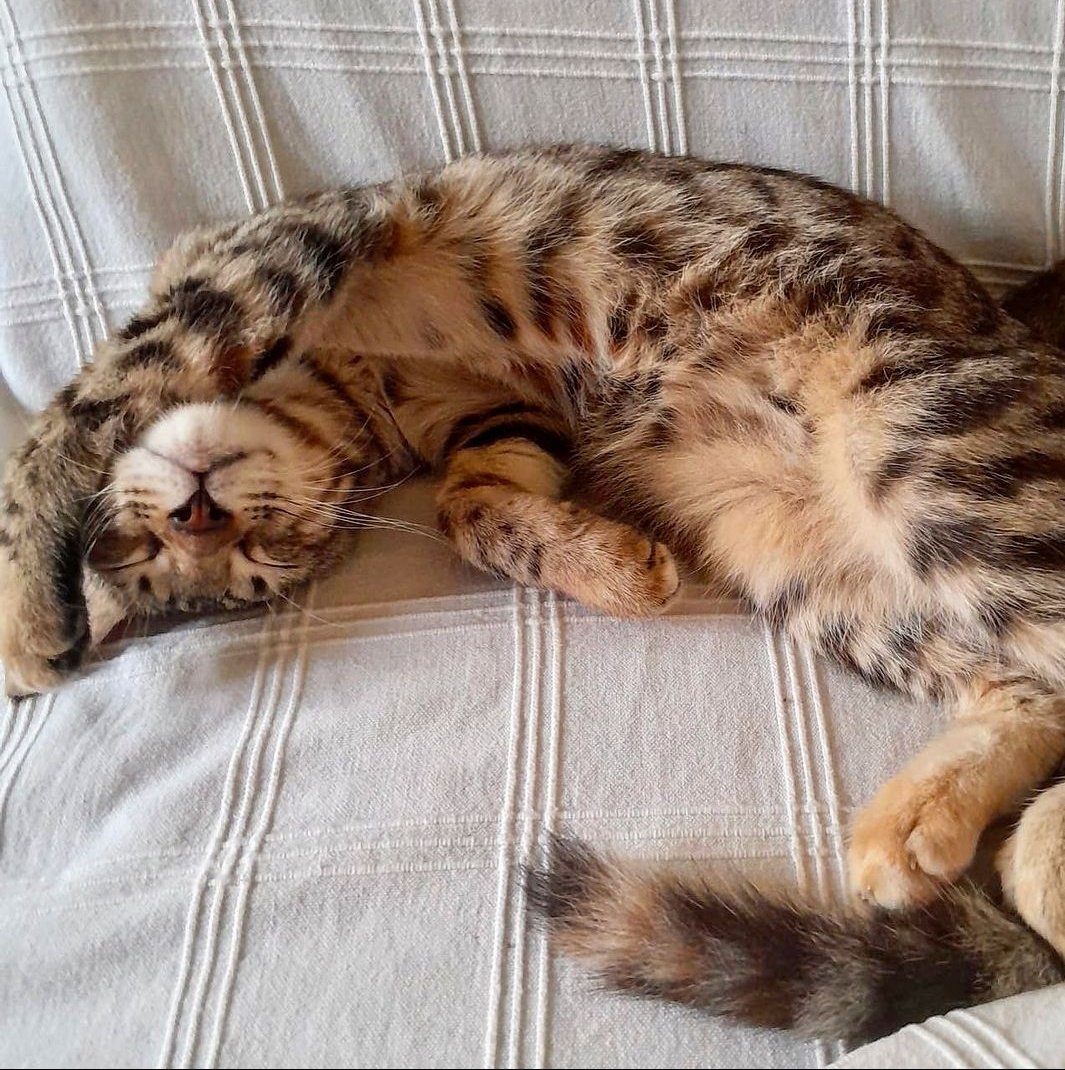 L'Aldea: Projecte Gat tweet media