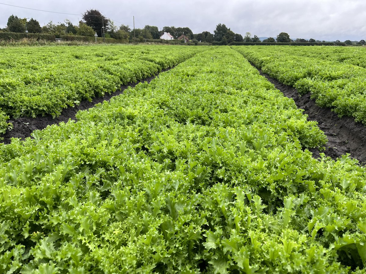 Agronomysilvers's tweet photo. A very leafy salads day today #magaly #excavo #rubagio #firecut #maruchka #lettuce @AgriiUK #cropwalking https://t.co/WDDzBW2lGD
