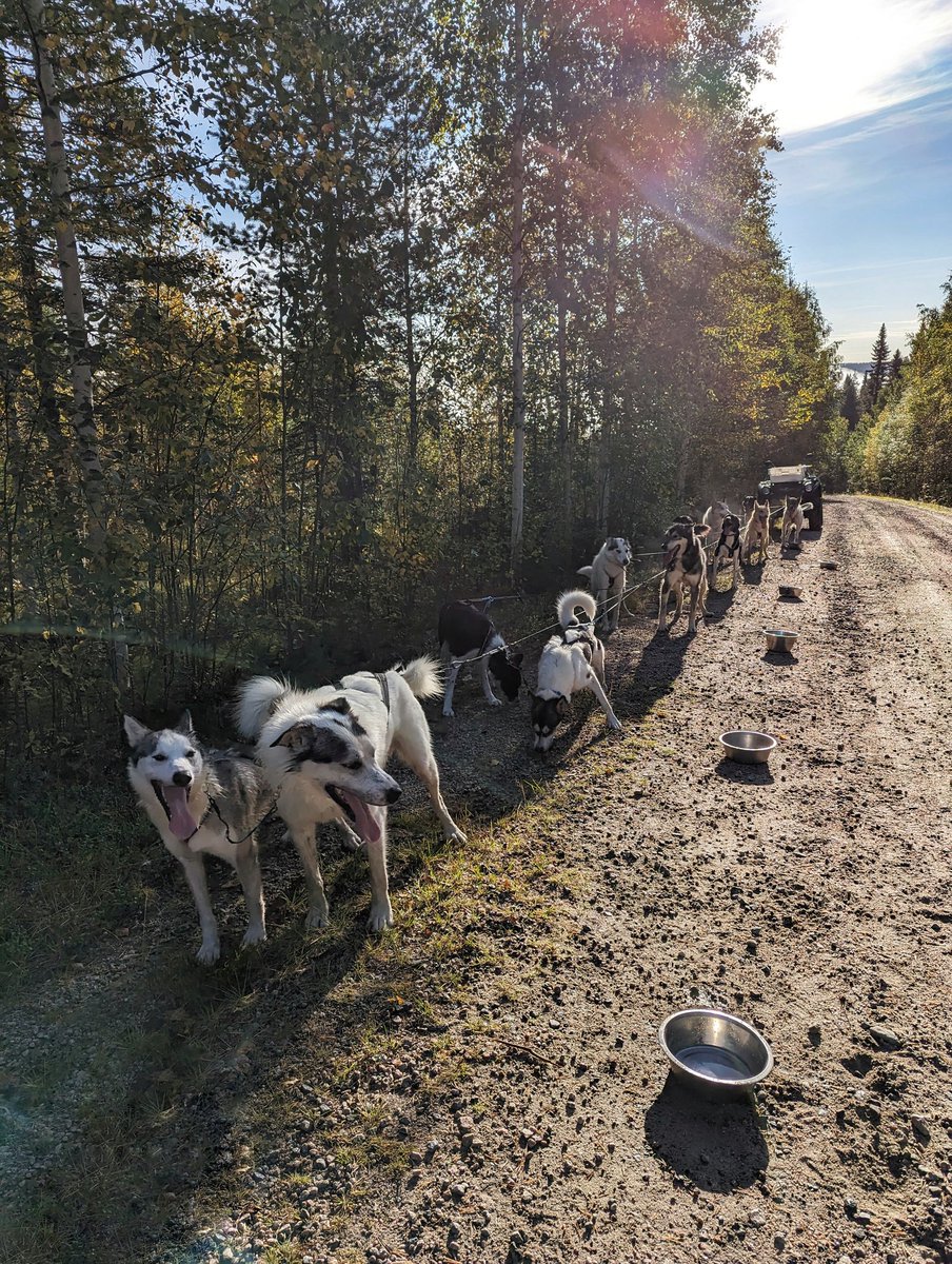 Back to the doggies! 🇸🇪🐶🥰 #sweden #lapland #huskies #alaskanhuskies #huskiesoftwitter #huskyguide #falltraining #happydogs #happyguide #dogsledding #happiness #explorethenorth