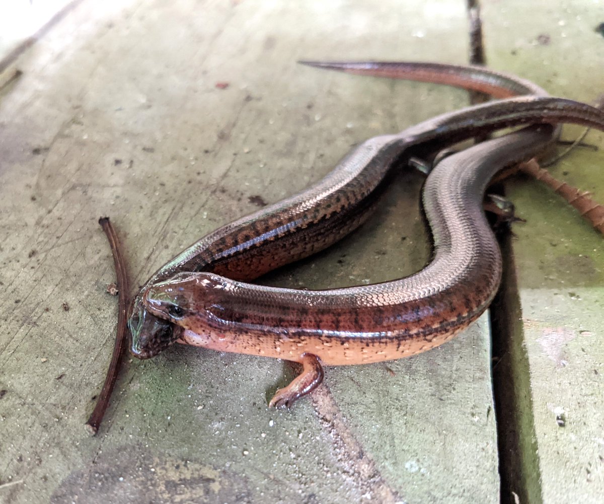 Three of my students (Edgardo, Daniela, and Nicole) and I have a cool natural history note in this issue! It is on courtship behavior in the Puerto Rican galliwasp (Diploglossus pleii) 🦎🦎
