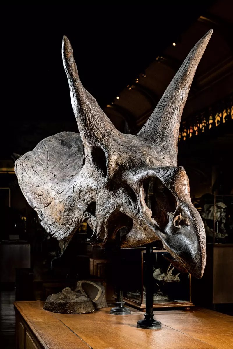 Muséum national d'Histoire naturelle tweet media