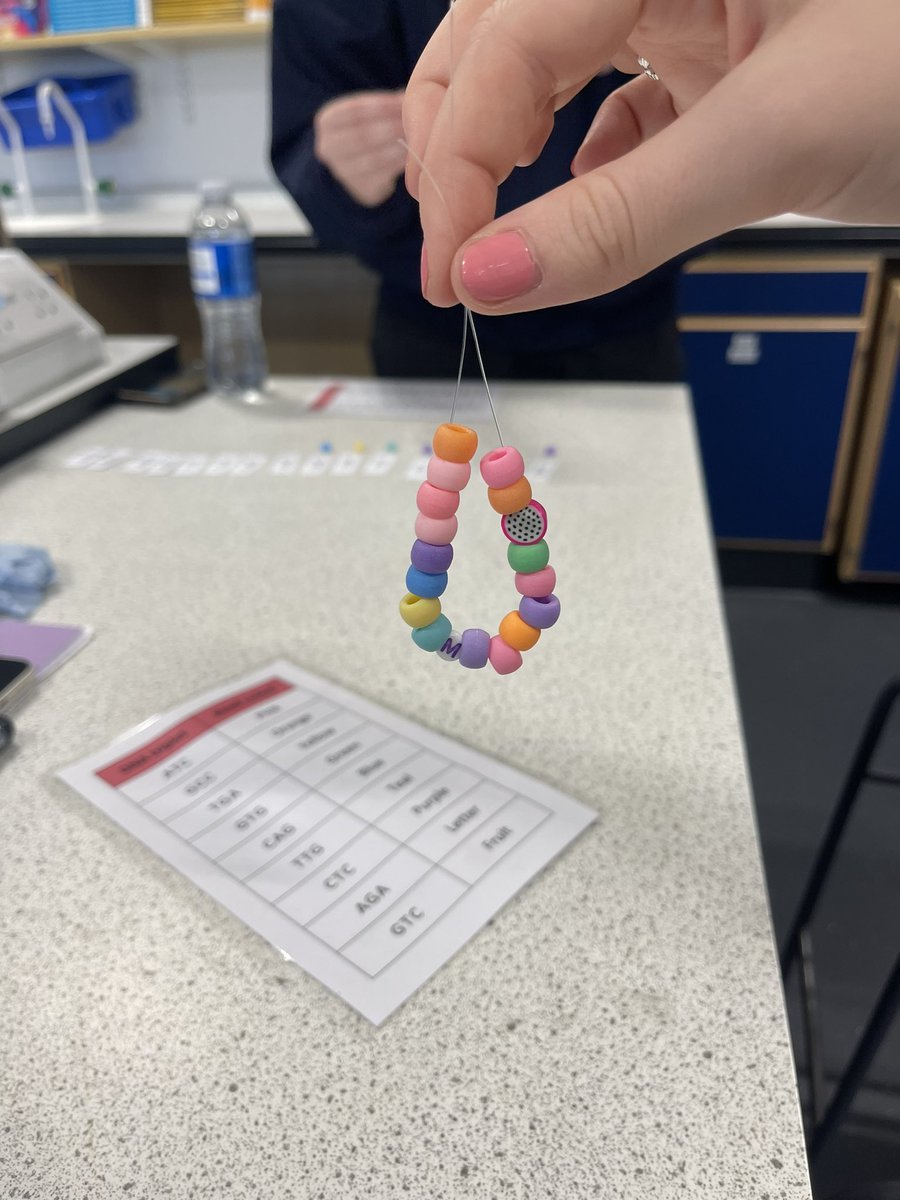missandersonbio's tweet photo. π§Ώ Amino Acid Chains π§Ώ
Senior N5 Bio spent the first half of our double period collecting random DNA triplets and then determining which amino acid βbeadβ it would code for. Such a fun way to model the production of a polypeptide chain πΏ
@StAndrewsSci #Nat5Bio #DNA #Proteins https://t.co/jrPKMzsxEX
