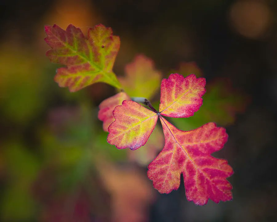 Leaves of three let them be! Great advice for sure but one must admit that #PoisonOak is pretty in its #fall_colors (just look from a distance 😂 ) Prints available: buff.ly/3Pyf5ZI #poison_oak #fallfoliage #autumn #autumncolors #twitternaturecommunity #naturelovers