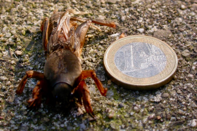 Waarneming.nl is gratis voor iedereen beschikbaar, mede dankzij donaties en ondersteuning door bedrijven. Help je mee? 📷 Doneer: waarneming.nl/donate/ 📷 Business Club: waarneming.nl/pages/business/