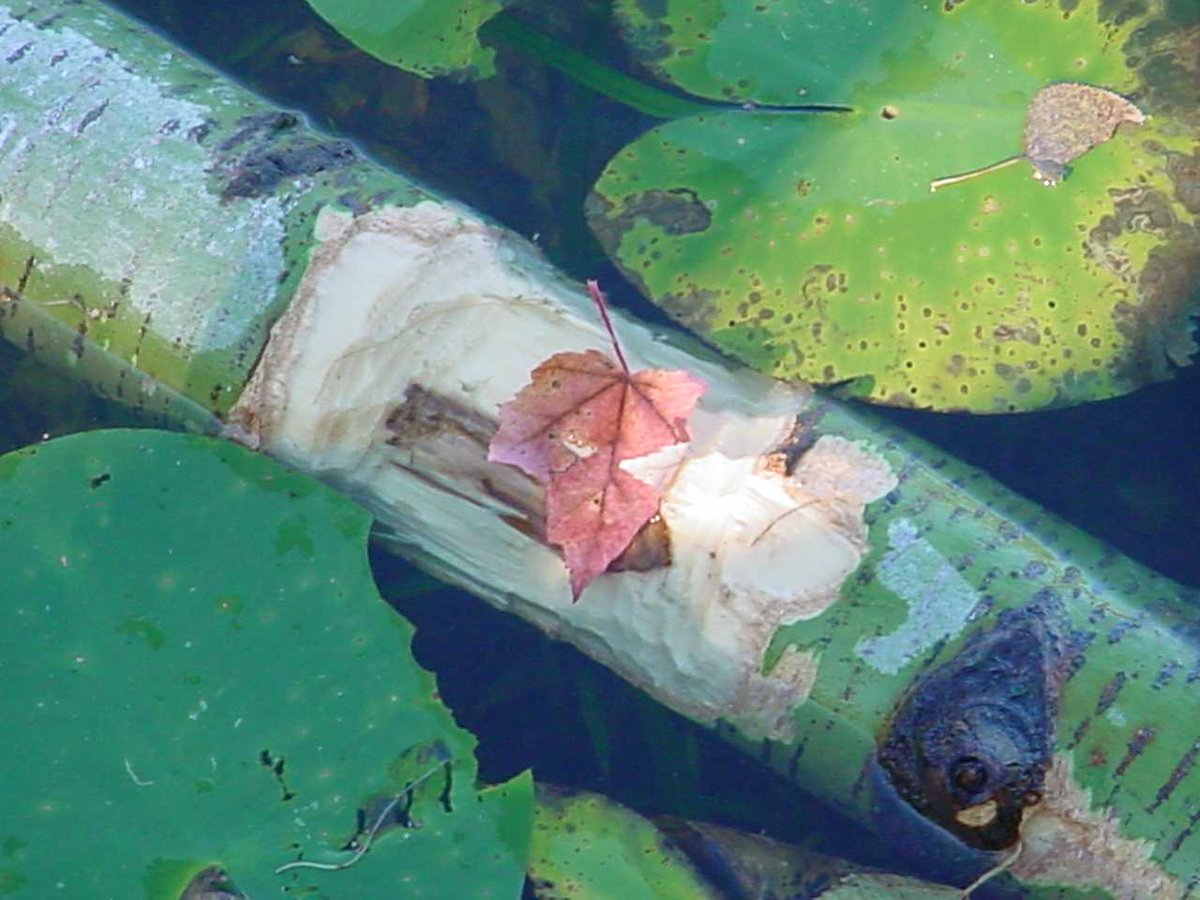 Chippewa National Forest tweet media